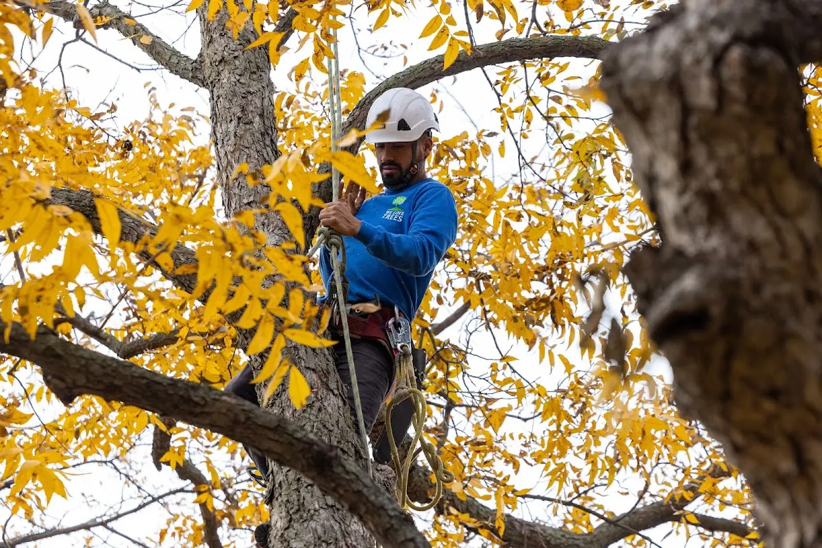Skilled Tree Trimming crew working in Rock Point